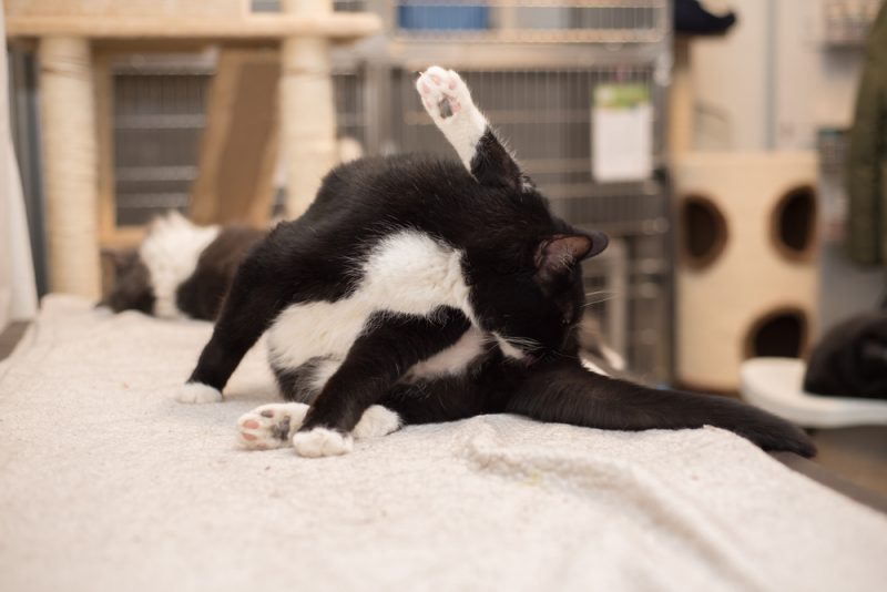 cat licking butt