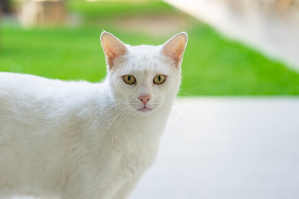 close up of Turkish Vankedisi cat